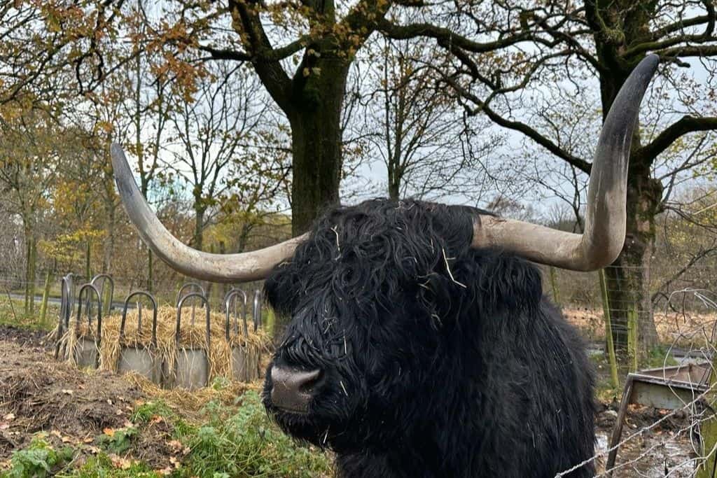 A highland cow in the Highlands of Scotland- kids in Edinburgh will love petting these!