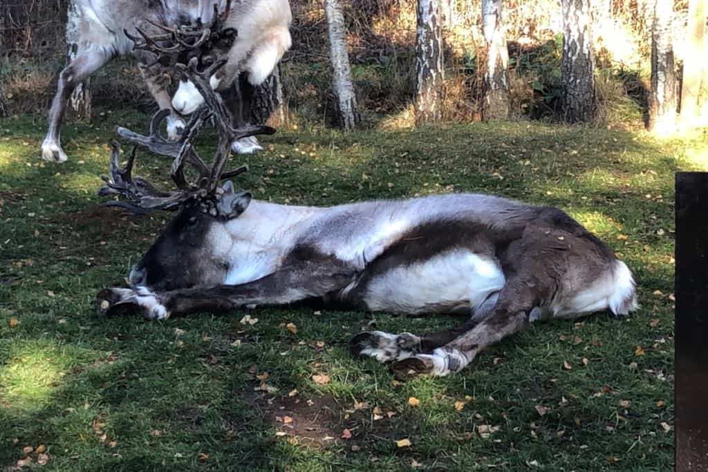 Reindeer resting in the shade on a grassy area
