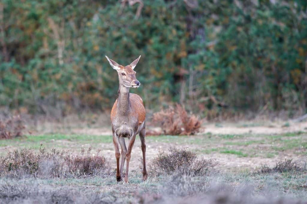 Red Deer in Hoge Veluwe National Park A view of a red deer in the Hoge Veluwe National Park- a landmark in the Netherlands.