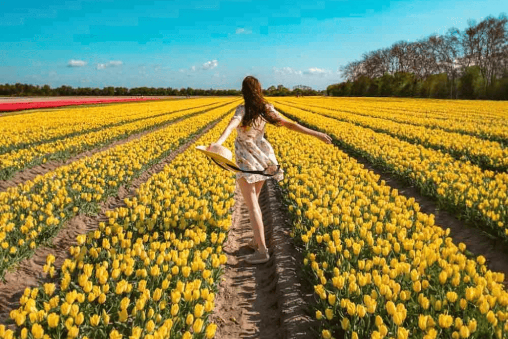 Standing in the Lisse Tulip Fields Rows of yellow tulips stretch as far as the eye can see as I dance through the LIsse Tulip Fields.