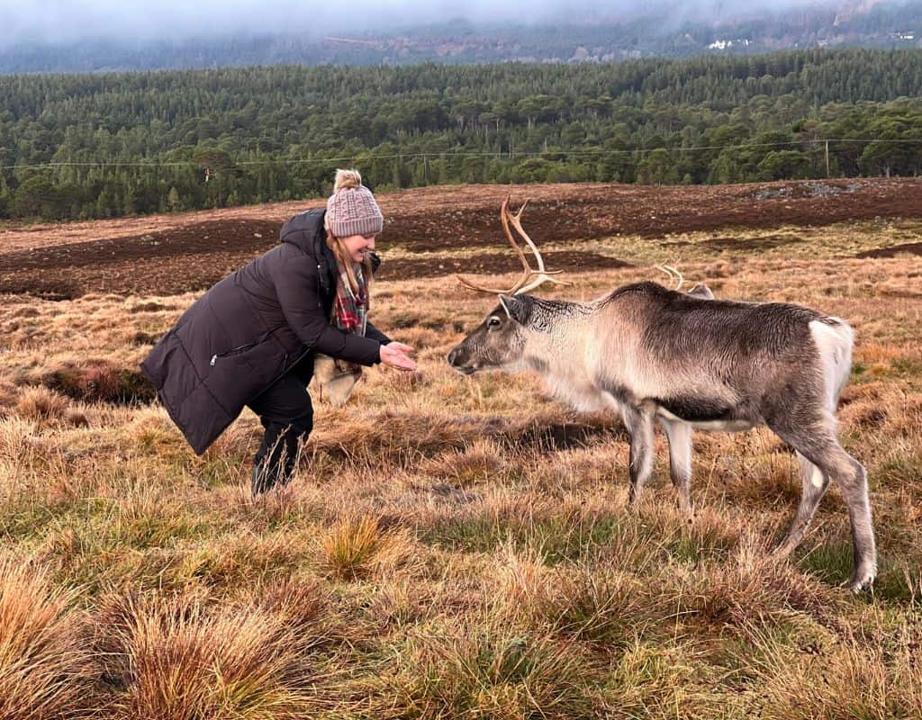 Taylor approaching a reindeer in a field of yellowed tall grass, with a pine forest in the background on a cold foggy day.