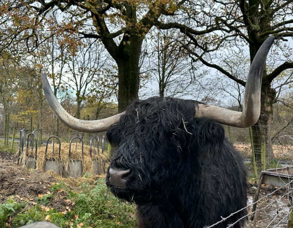 Scotland Souvenirs A Highland cow with long, curved horns and shaggy black fur stands in a rustic enclosure. The surrounding trees and hay provide a picturesque, natural setting typical of rural Scotland.