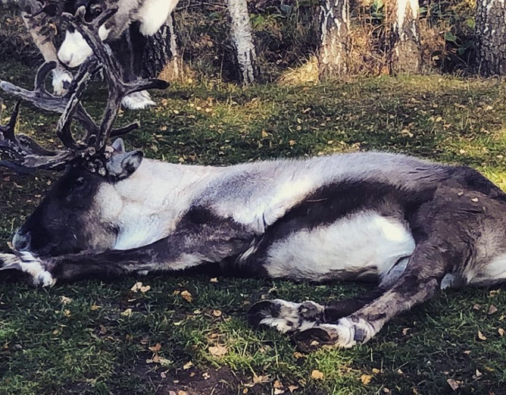 Scotland Souvenirs A reindeer lying on the grass in a wooded area, part of the Cairngorm Reindeer Herd. Sheds from reindeer are one of the unique Scotland souvenirs for visitors.