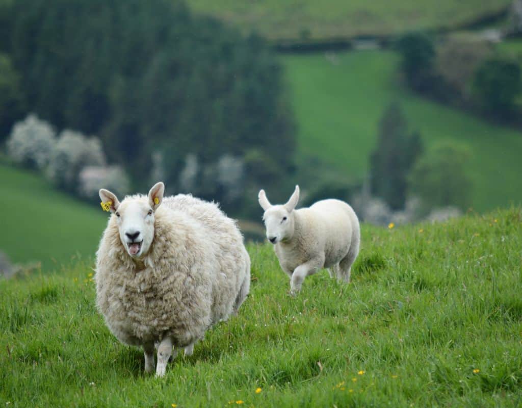 A fluffy ewe and her lamb stand on a lush green hillside with a blurred forested valley in the background. This peaceful pastoral scene is common across rural regions of both Ireland and Scotland—no wonder people often ask, “Is Scotland in Ireland?”
