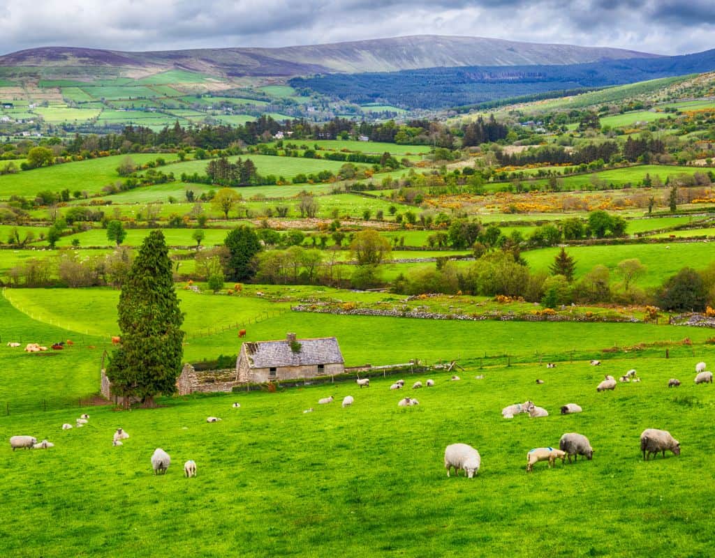 A lush Irish countryside dotted with grazing sheep and stone fences rolls into distant hills under a cloudy sky, capturing the rural charm of Ireland.