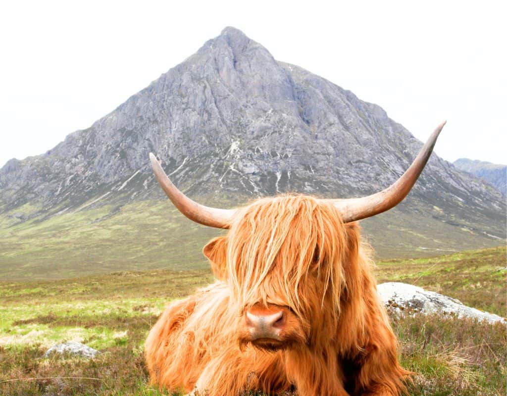 A Highland cow with long, shaggy reddish fur and large curved horns rests on grassy moorland with a steep, rocky mountain rising in the background.